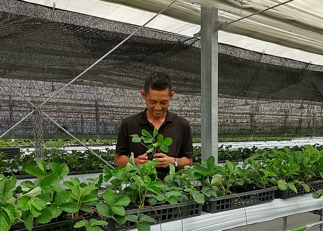 農園日記「やることやっとけばなんくるないさ～」